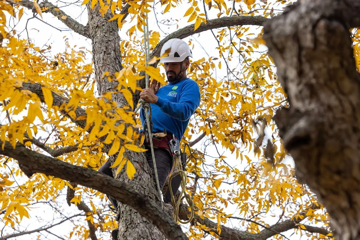 Skilled Tree Transplanting crew working in Wyndmere
