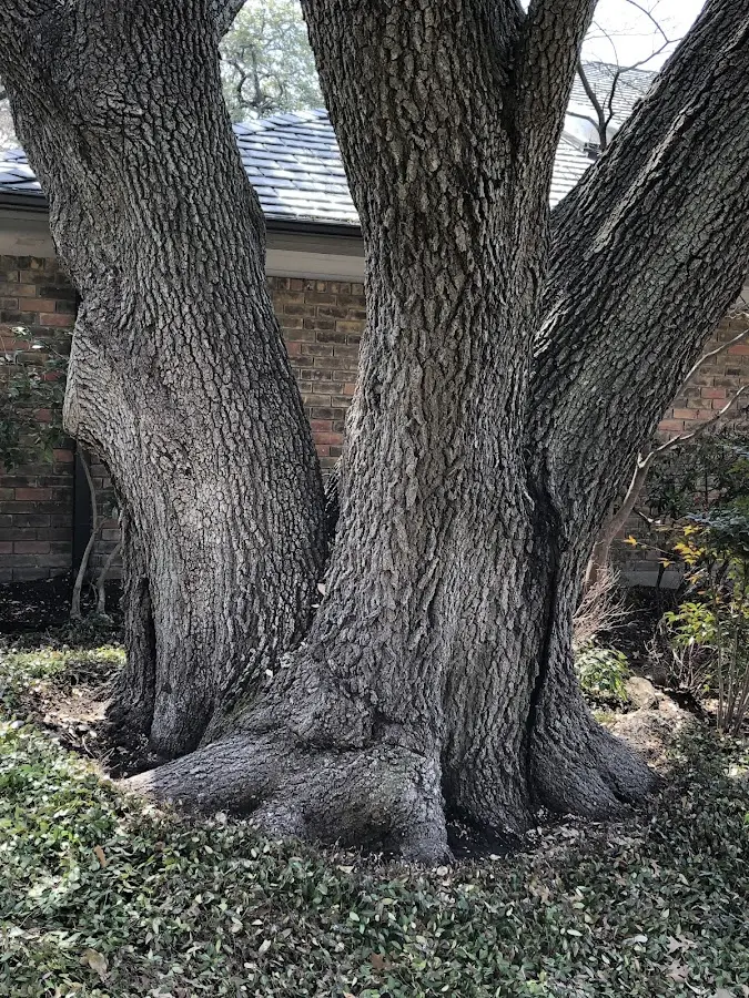 Mature heritage tree close to a Wyndmere property cared for by certified arborists